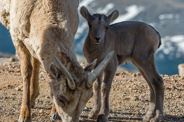 Bighorn Sheep Lamb