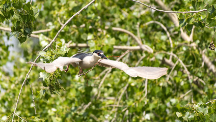 Black-crowned Night Heron in Flight with Building materials