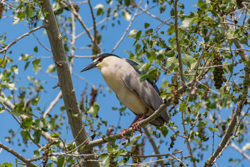 Black-crowned Night Heron Perched in a Tree