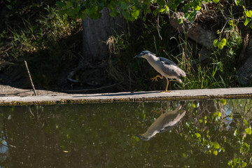 Black-crowned Night Heron with Deformed Leg