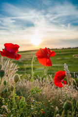 Red field flowers or poppies in the evening sun