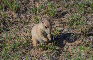 Adorable Prairie Dog