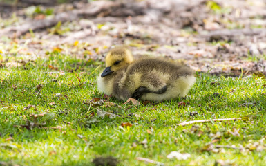 Baby Canada Goose Gosling
