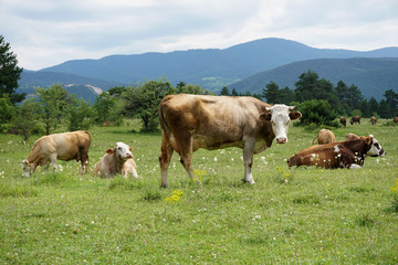 Fototapeta na wymiar cow front of mountain