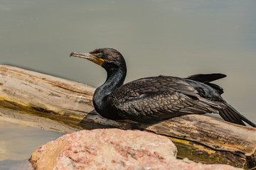 Double-crested Cormorant