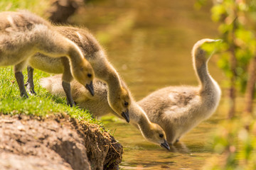 Baby Canada Goose Goslings ready to Swim