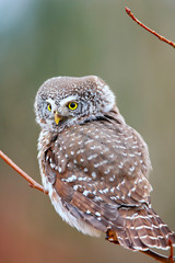 european pygmy owl