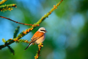male red-backed shrike