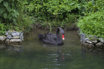 Fototapeta premium photograph of a black Swan on a pond