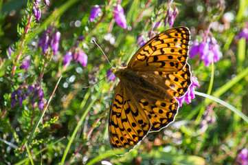 Dark green fritillary butterfly with light shining through wings
