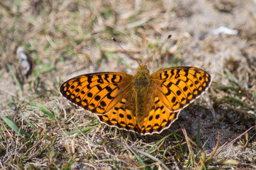 Dark green fritillary butterfly on sandy path