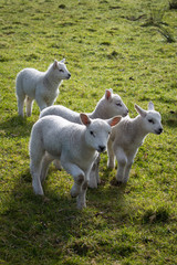 Four lambs in a field © Estuary Pig