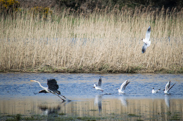 Grey heron being harassed by gulls