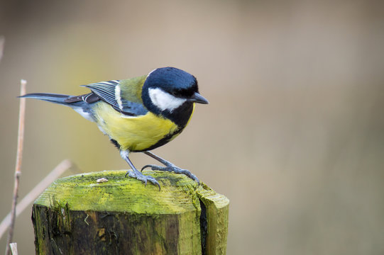 Great tit on a wooden post