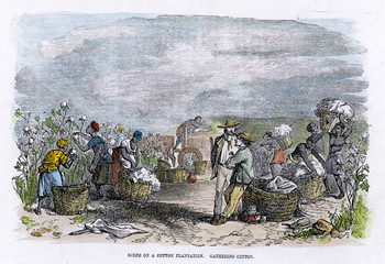 Industry - Textiles - Cotton. Date: 1860 - obrazy, fototapety, plakaty