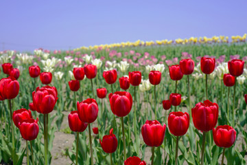 Fototapeta premium red tulips with colorful tulips on the background