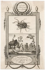 Tarantula. Date: circa 1770
