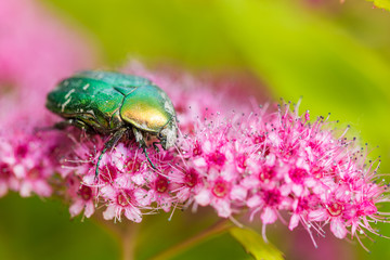Beautiful beetle ( Rose chafer -Cetonia aurata) gathering flower pollen on Spirea Japonica