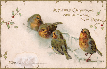 Robins on Branch. Date: 1904