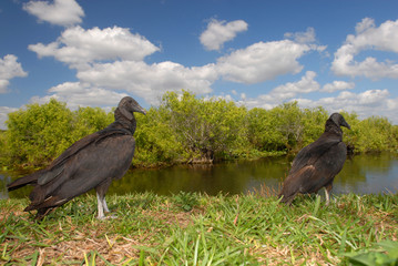 American black vultures