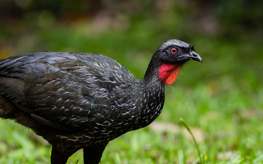 Dusky legged Guan