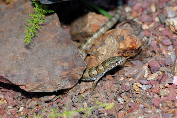 Madrean alligator lizard