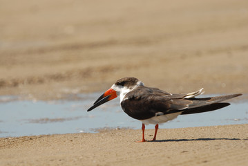 Black Skimmer Bird