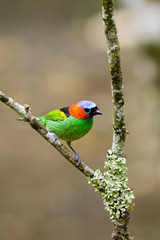 Red Necked Tanager