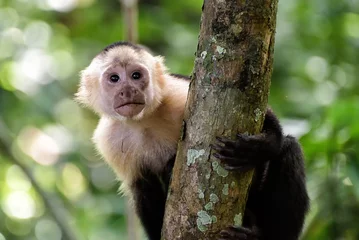 Crédence de cuisine en verre imprimé Singe Kapuzineraffe