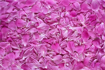 pink flower petals texture background
