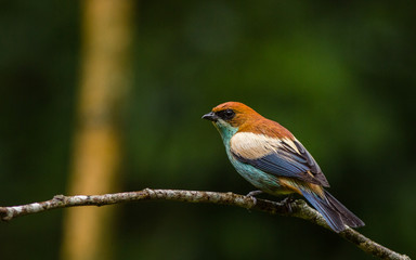 Fototapeta premium Chestnut backed Tanager 