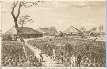 Indian tea industry. Date: circa 1840 - obrazy, fototapety, plakaty