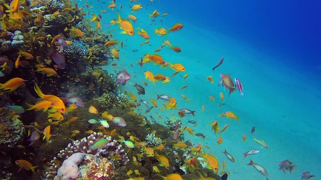 Underwater Colorful Scalefin Anthias Fish. Picture of colorful fishes scalefin anthias and corals in the tropical reef of the Red Sea, Dahab, Egypt.