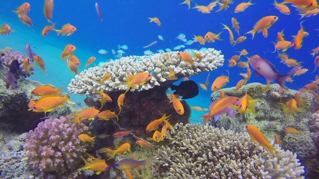 Underwater Scene Colorful World. Picture of beautiful underwater colorful fishes scalefin anthias fish and corals in the tropical reef of the Red Sea, Dahab, Egypt.