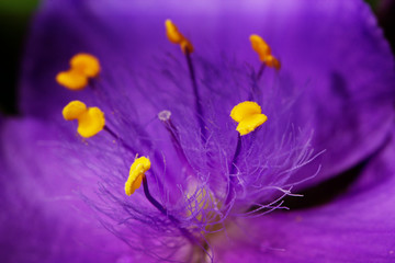 purple (violet) flowers in a garden