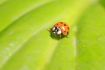 Fototapeta premium Ladybird