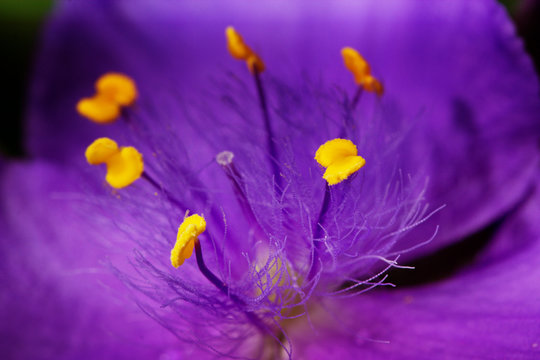 purple (violet) flowers in a garden
