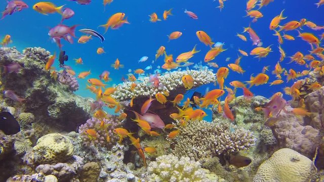 Underwater Scene Marine Life. Picture of colorful fishes scalefin anthias and corals in the tropical reef of the Red Sea, Dahab, Egypt.