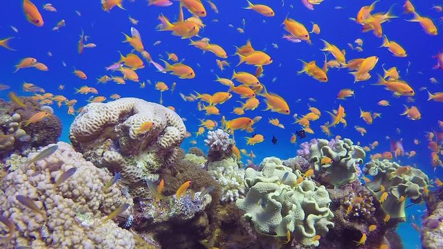 Colorful Reef Scene. Picture of beautiful underwater colorful fishes scalefin anthias fish and corals in the tropical reef of the Red Sea, Dahab, Egypt.