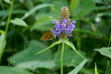 オオチャバネセセリ