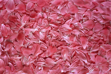 pink flower petals texture background