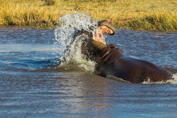 Pair of Hippos Fighting and Splashing in Water with Grassy Marsh Background
