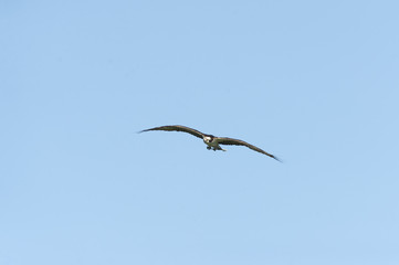 Osprey in flight with dead branch