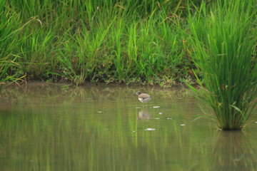 Green Sandpiper (Tringa ochropus) in Japan