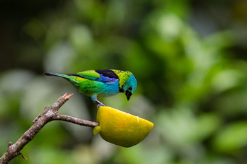 Green Headead Tanager 