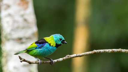 Green Headead Tanager 