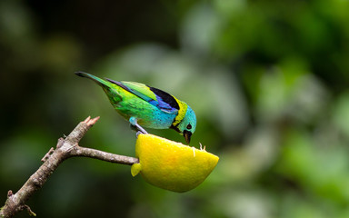 Green Headead Tanager 