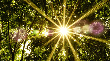 Fototapeta na wymiar sun ray through forest