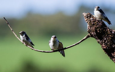 Green Headead Tanager 
