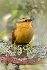 Buff fronted Foliage-gleaner